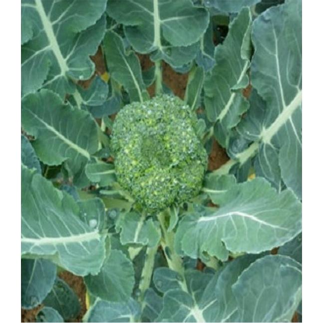 Bộ 5 gói Hạt Giống Súp Lơ Xanh Bông Cải Xanh-1 gói 30 hạt-tặng kèm 1 phân bón