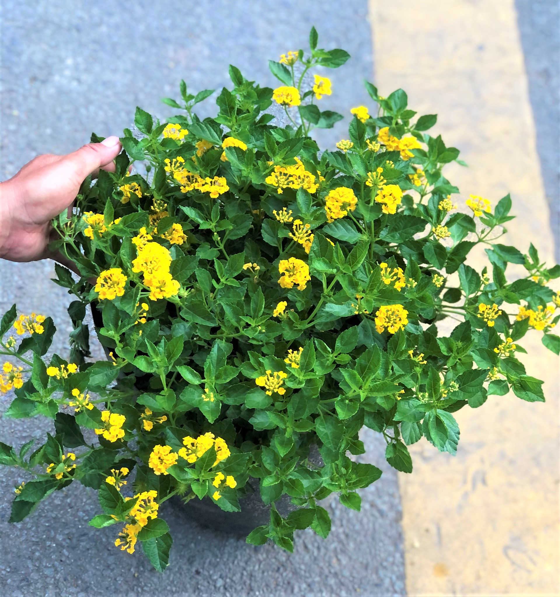 Chậu hoa ngũ sắc hoa vàng gốc to tán rộng