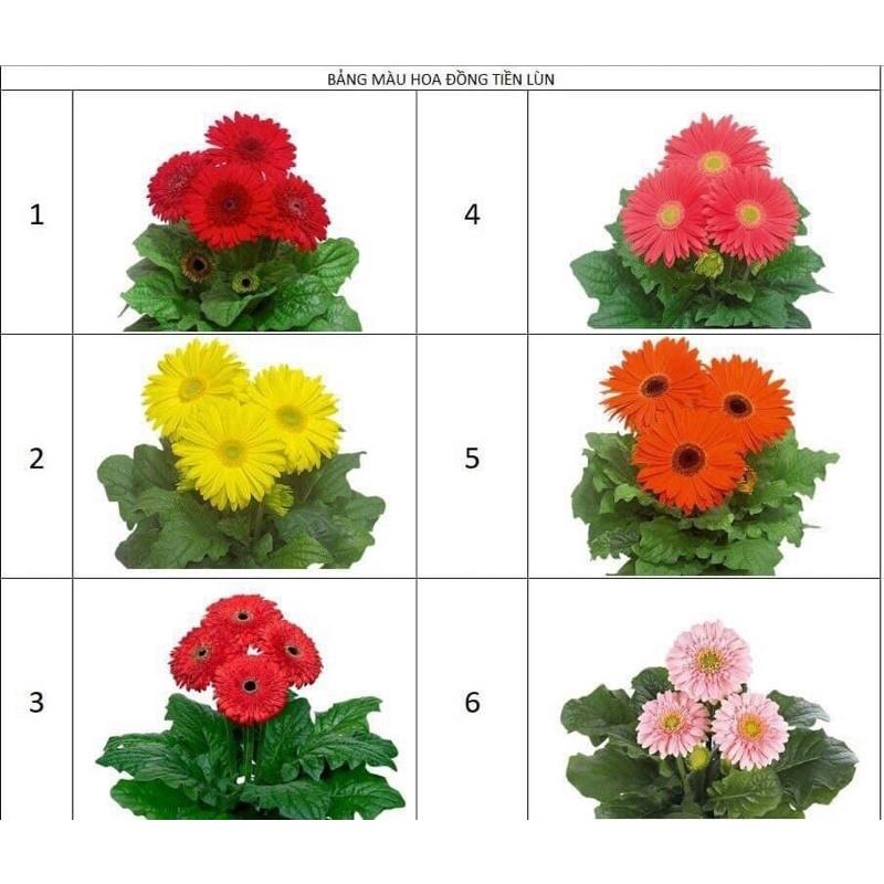 Hoa ĐỒNG TIỀN bầu sẵn NỤ HOA
