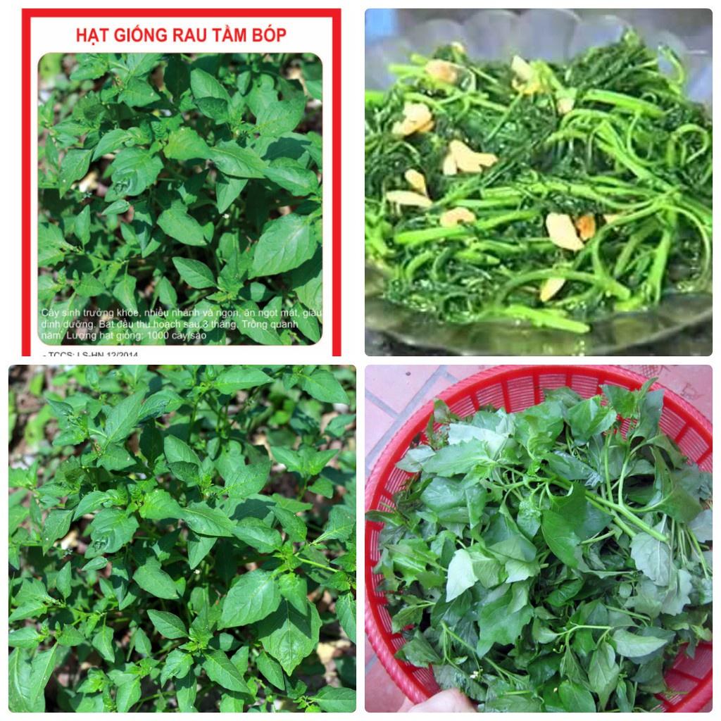 Hạt Giống Cây Tầm Bóp-gói 0,2gram/tặng kèm gói phân bón lót
