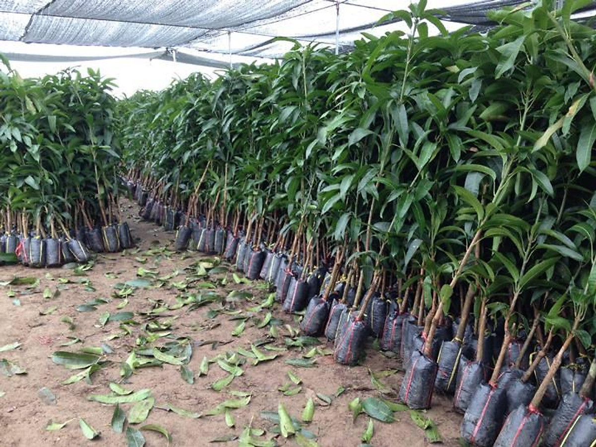 Cây giống xoài ớt tí hon