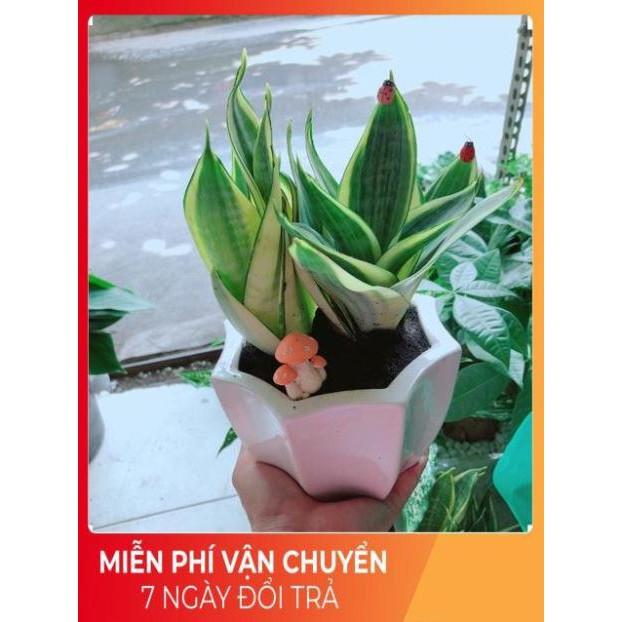 Chậu Lưỡi Hổ Thái Vàng