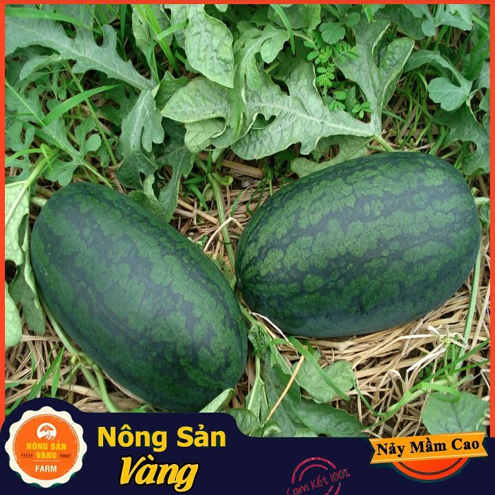Hạt giống Dưa Hấu Hắc Mỹ Nhân