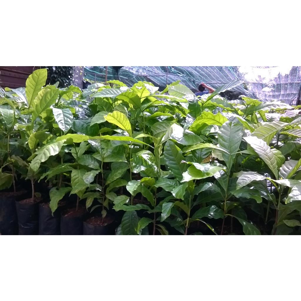 200 GRAM HẠT GIỐNG CÀ PHÊ vối cao sản TR9 .