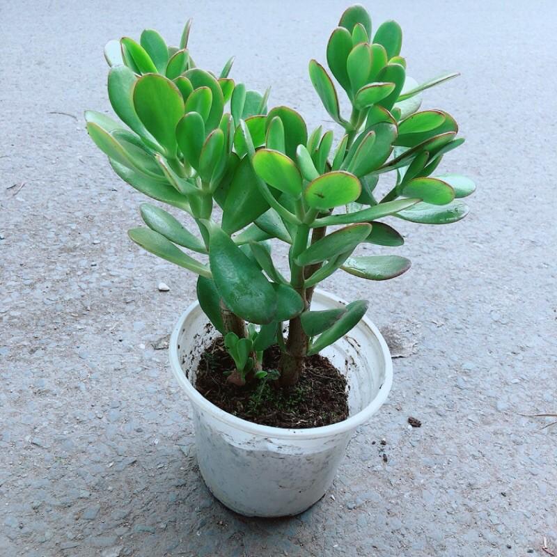 Cây Ngọc Bích Hợp Phong Thuỷ