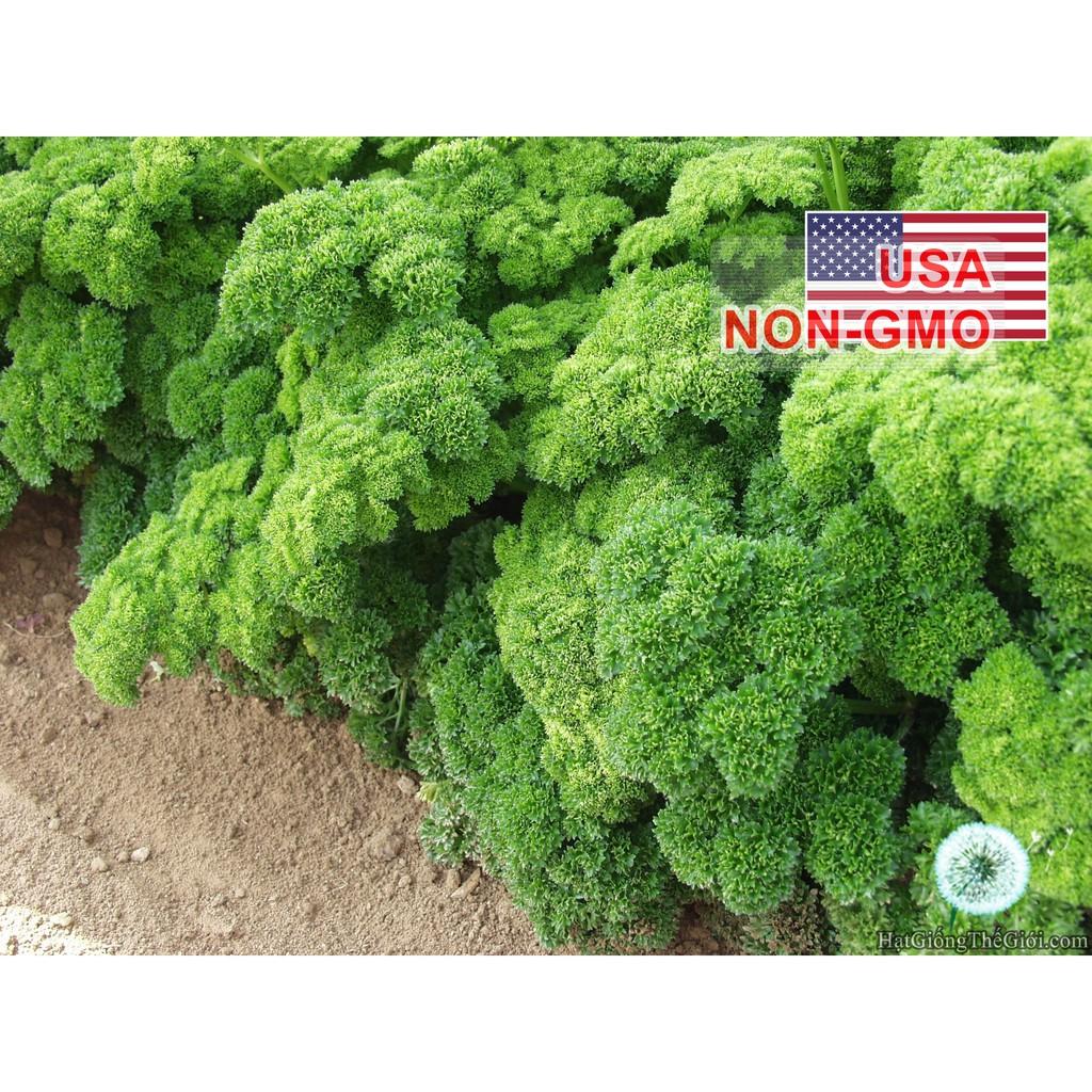 2Gr Hạt Giống Ngò Tây Parsley Siêu Xoắn Triple (B3.105| C25*X31)