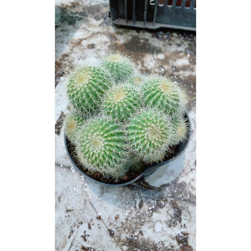 Xương Rồng Bụi