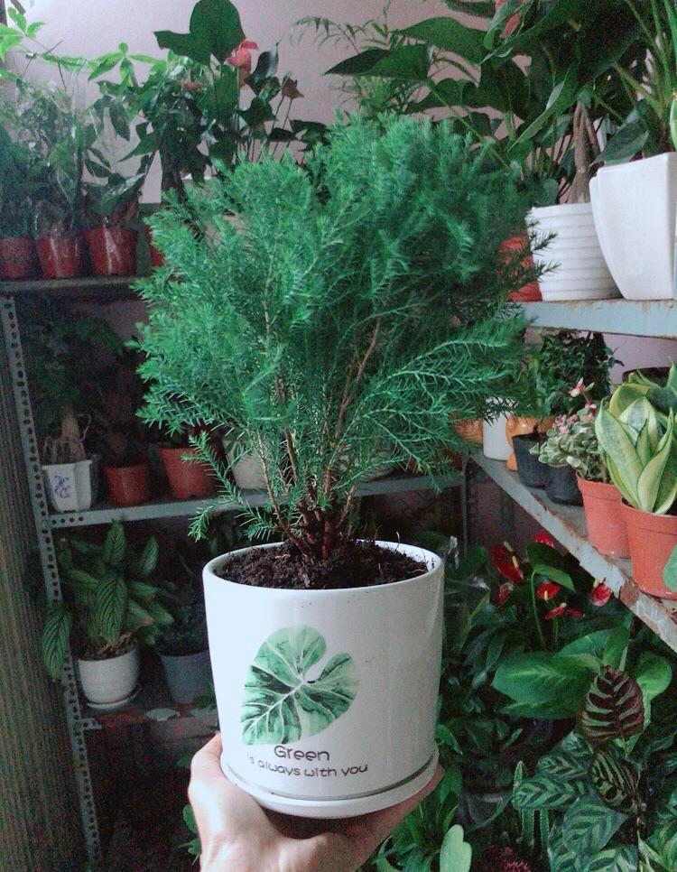 Chậu Cây Tùng Bồng Lai