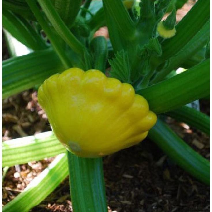 Hạt Giống Bí Đĩa Bay mix màu ,hạt giống chuẩn f1 -1 gói 10 hạt