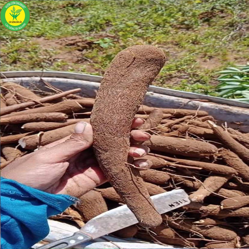 CÂY GIỐNG KHOAI SĂN RUỘT VÀNG
