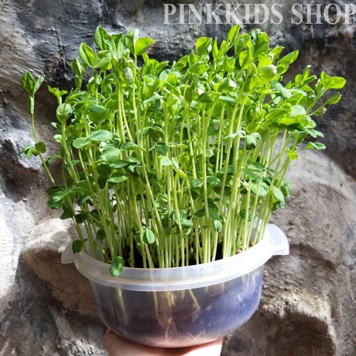 Hạt Giống Mầm Đậu Hà Lan - 1 gói 50 gram