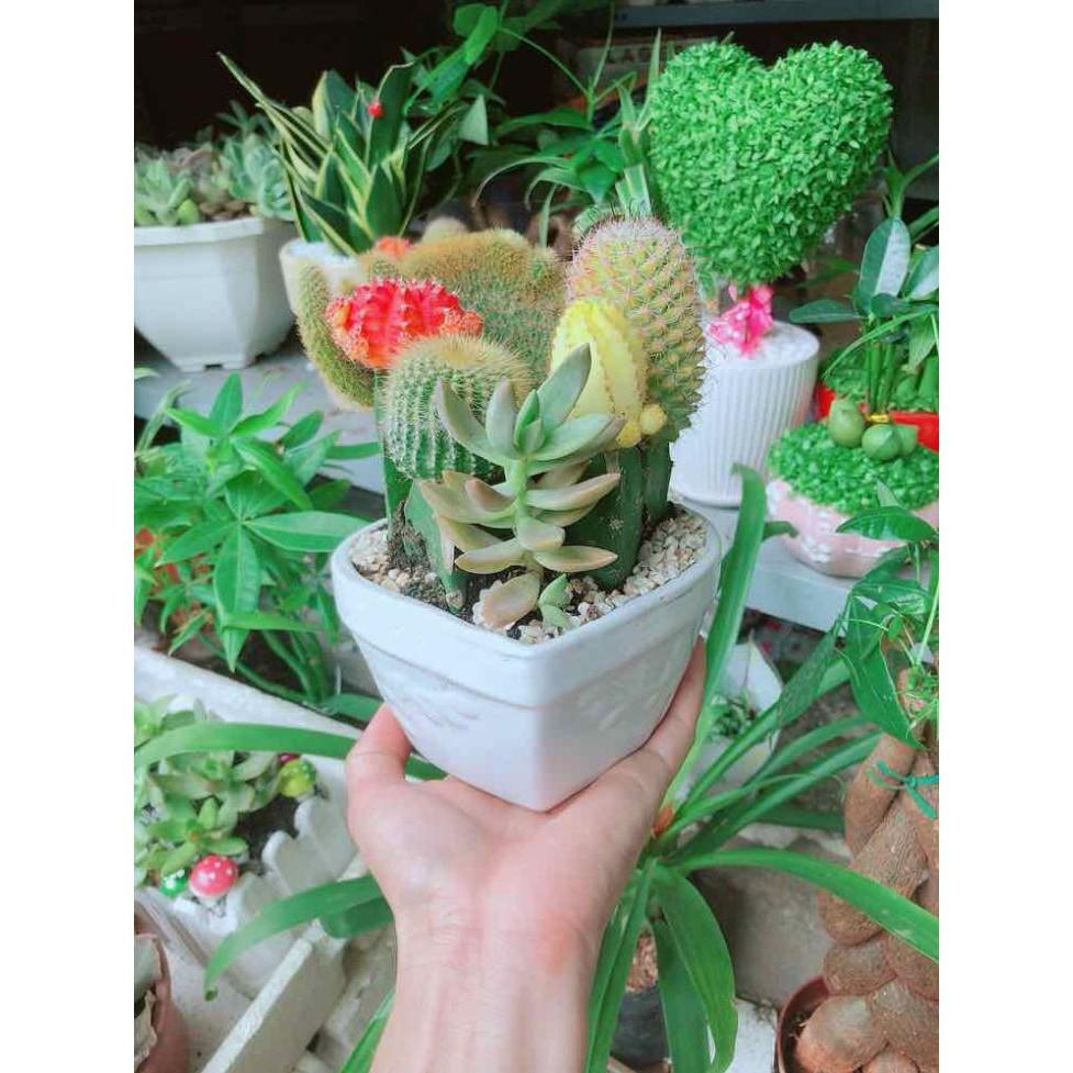 Chậu xương rồng tiểu cảnh Bán Chạy