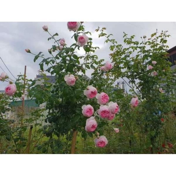 Rê trần hồng leo pháp