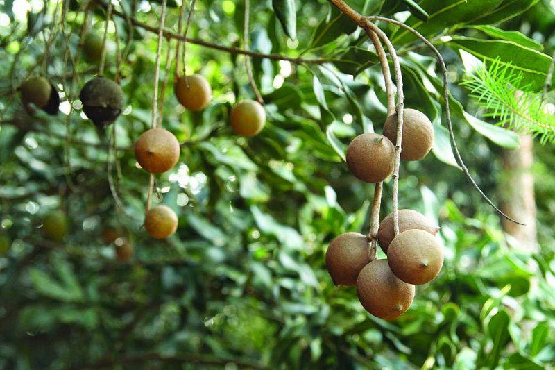 Cây MẮC CA, cây giống mắc ca gieo hạt