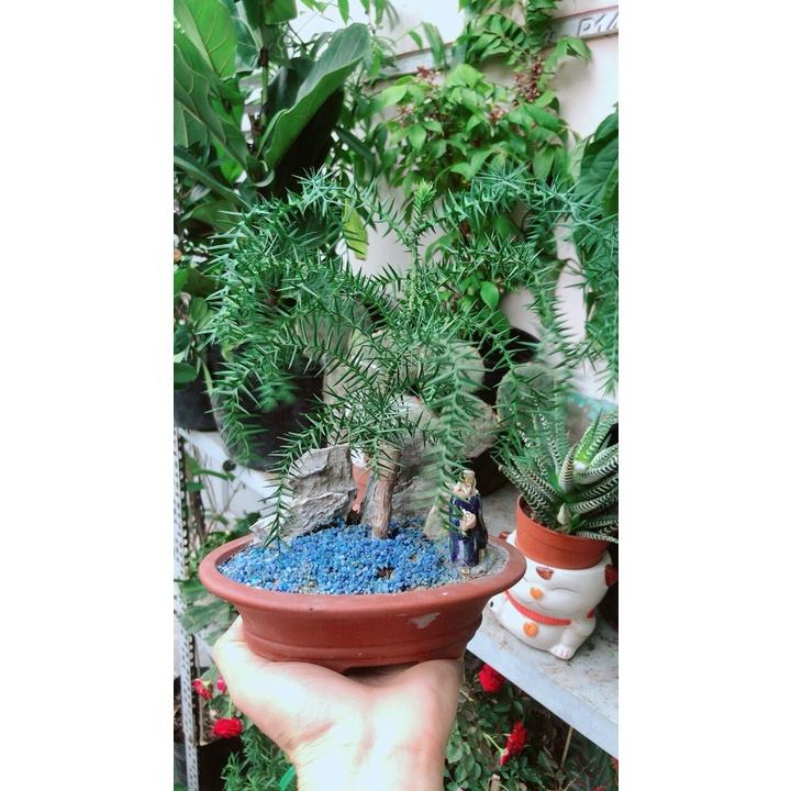 Chậu Cây Tùng Bồng Lai Bonsai