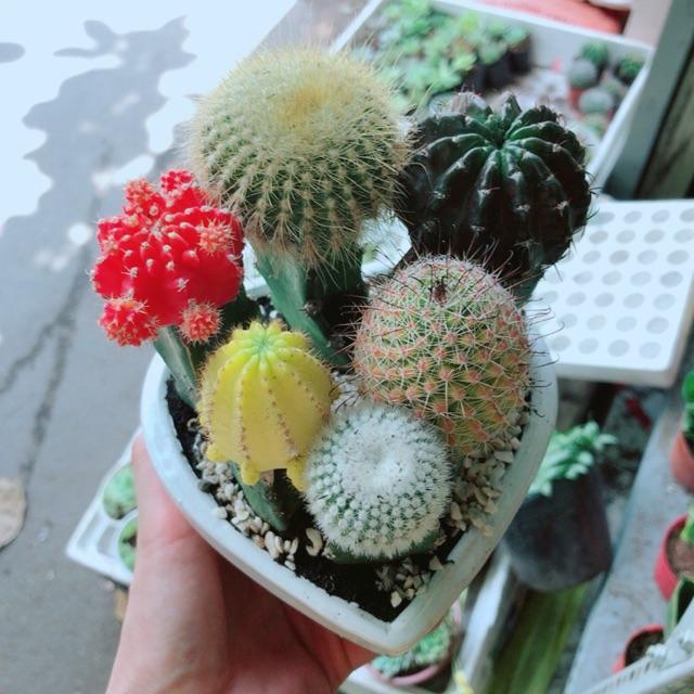 Chậu xương rồng tiểu cảnh