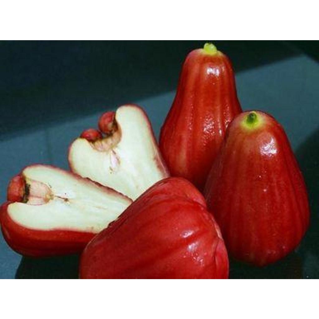 CÂY GIỐNG MẬN AN PHƯỚC thực sinh .