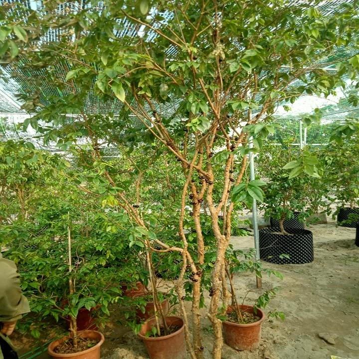 HÀNG CHẤT LƯƠNG Cây Nho Thân Gỗ Tứ Quý - Cây Ăn Quả - H2O Farm