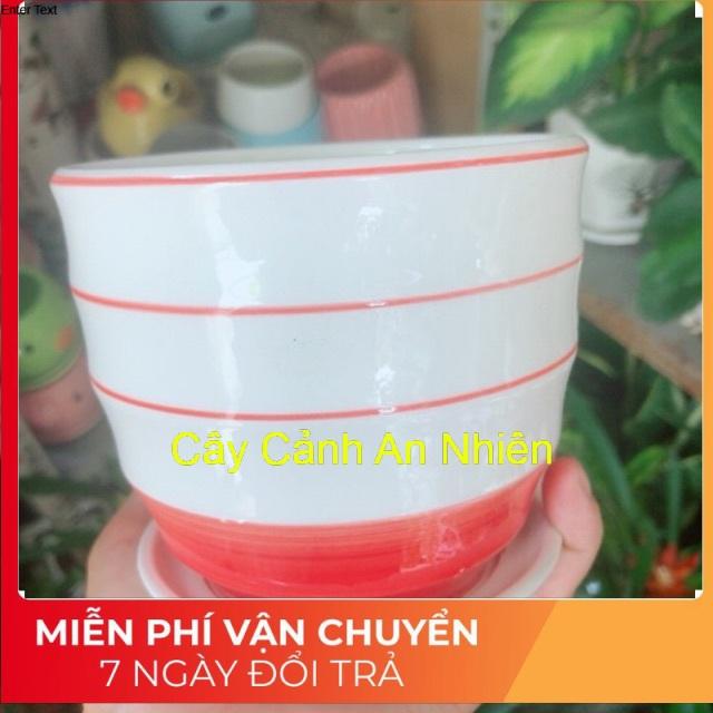 Chậu Trồng Cây