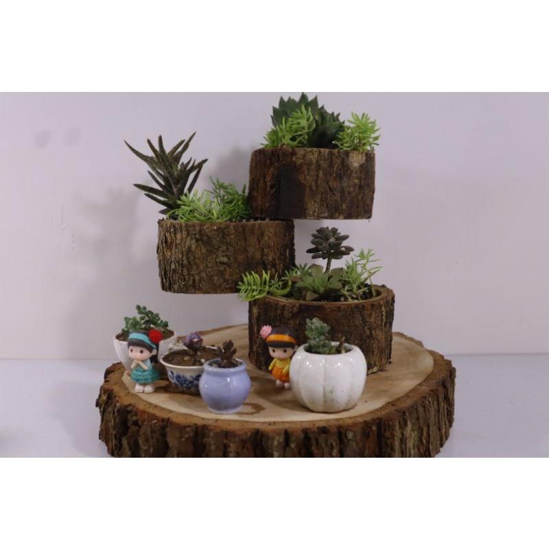 Chậu gỗ đa tầng trồng sen đá