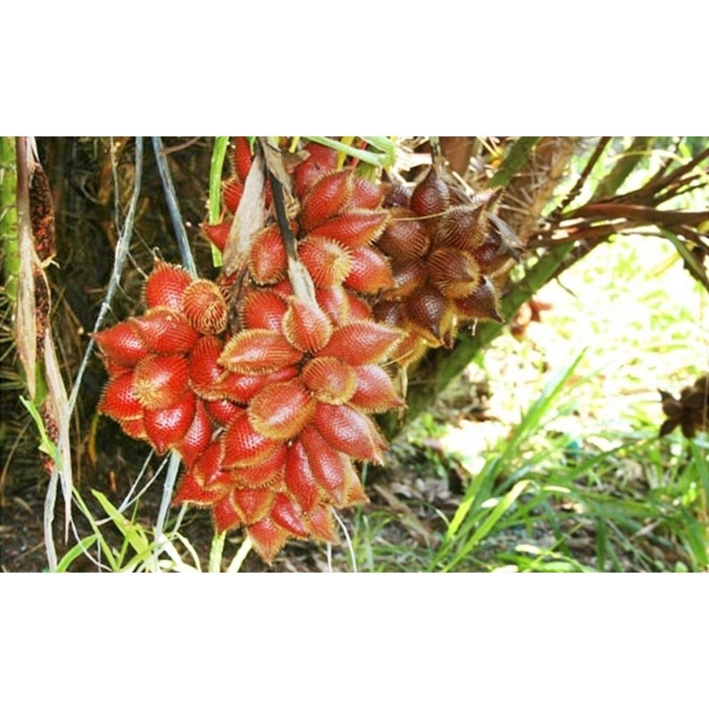 Cây giống Mây Thái Rừng Chua Ngọt