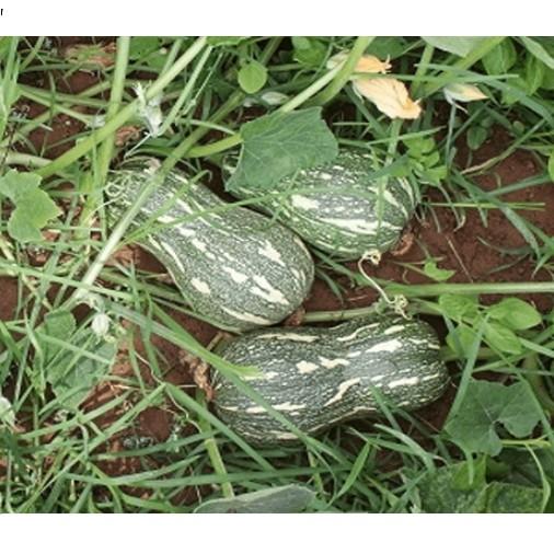 10 Hạt giống bí hạt đậu
