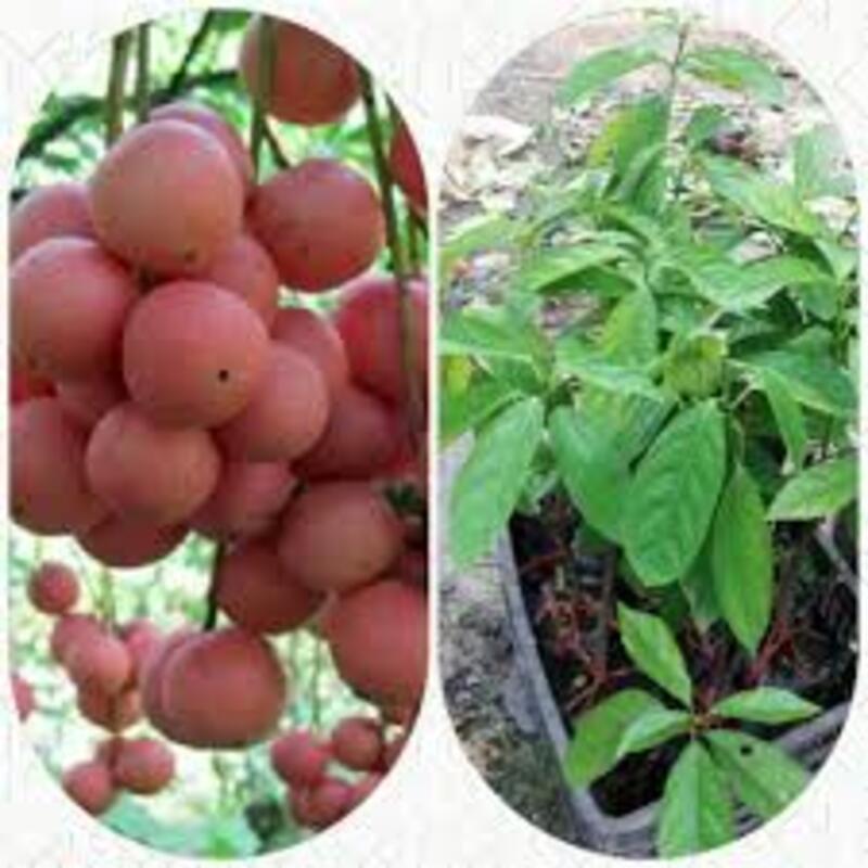 Cây giống Dâu da đất cây giống chuẩn cho năng suất cao
