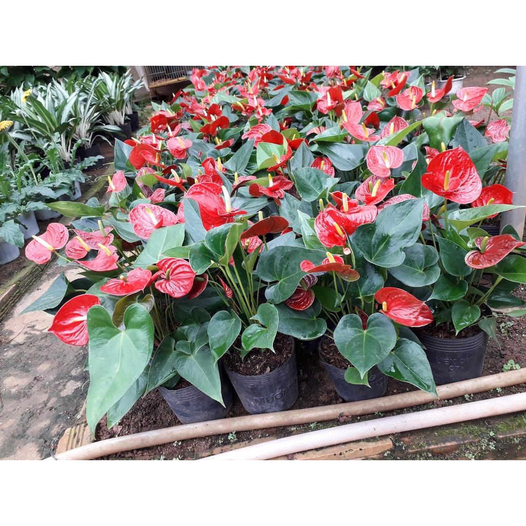 CÂY HỒNG MÔN *