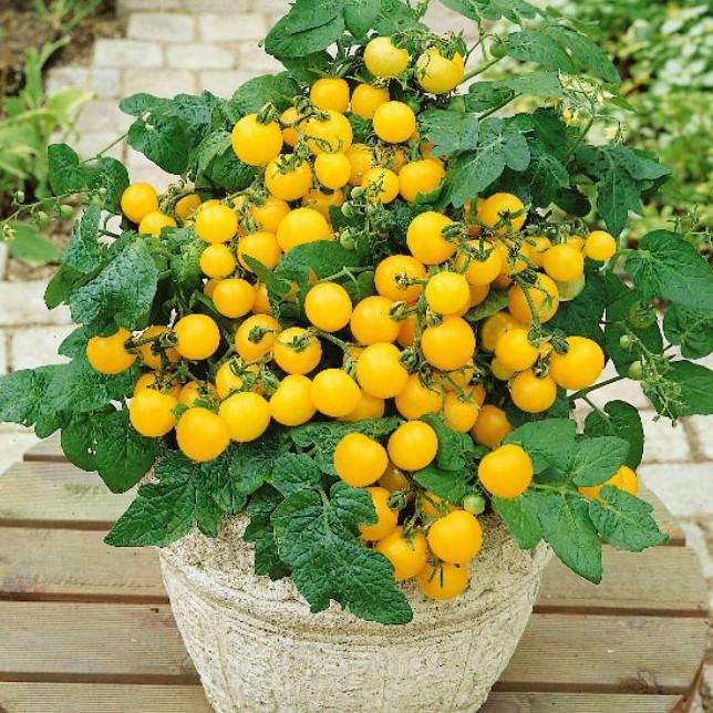 Hạt giống cà chua bi kiểng vàng Rejina F1