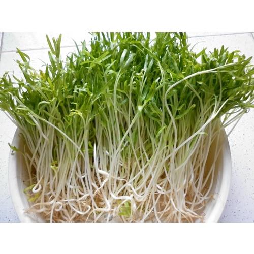 Hạt Giống Mầm Rau Muống Cao Sản KNS3412 - Gói 30gram