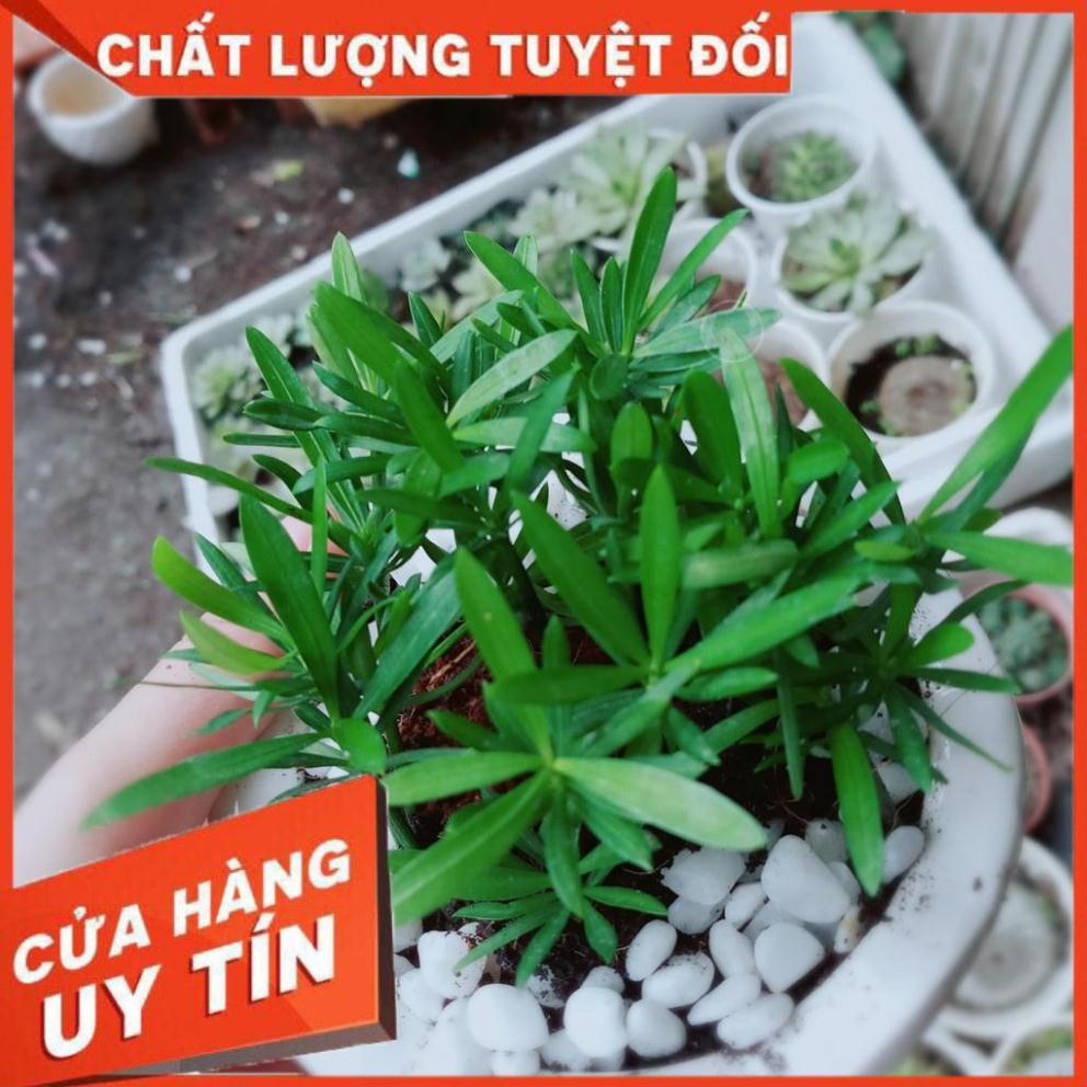 Chậu Tùng vạn niên Nhiều Người Mua