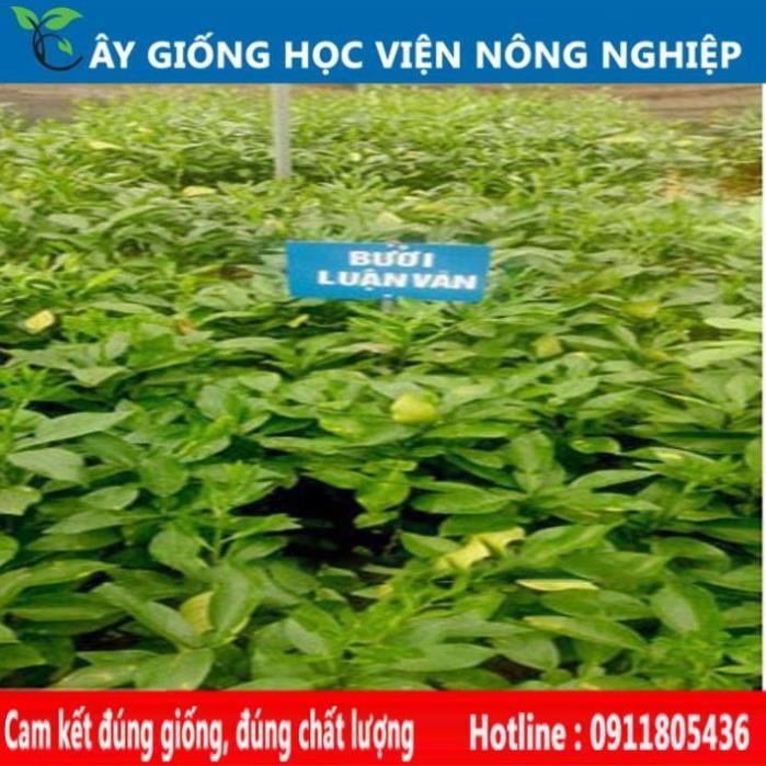 Sản phẩm Cây Ăn Trái cây giống bưởi luận văn , bưởi tiến vua vỏ đỏ ruột đỏ