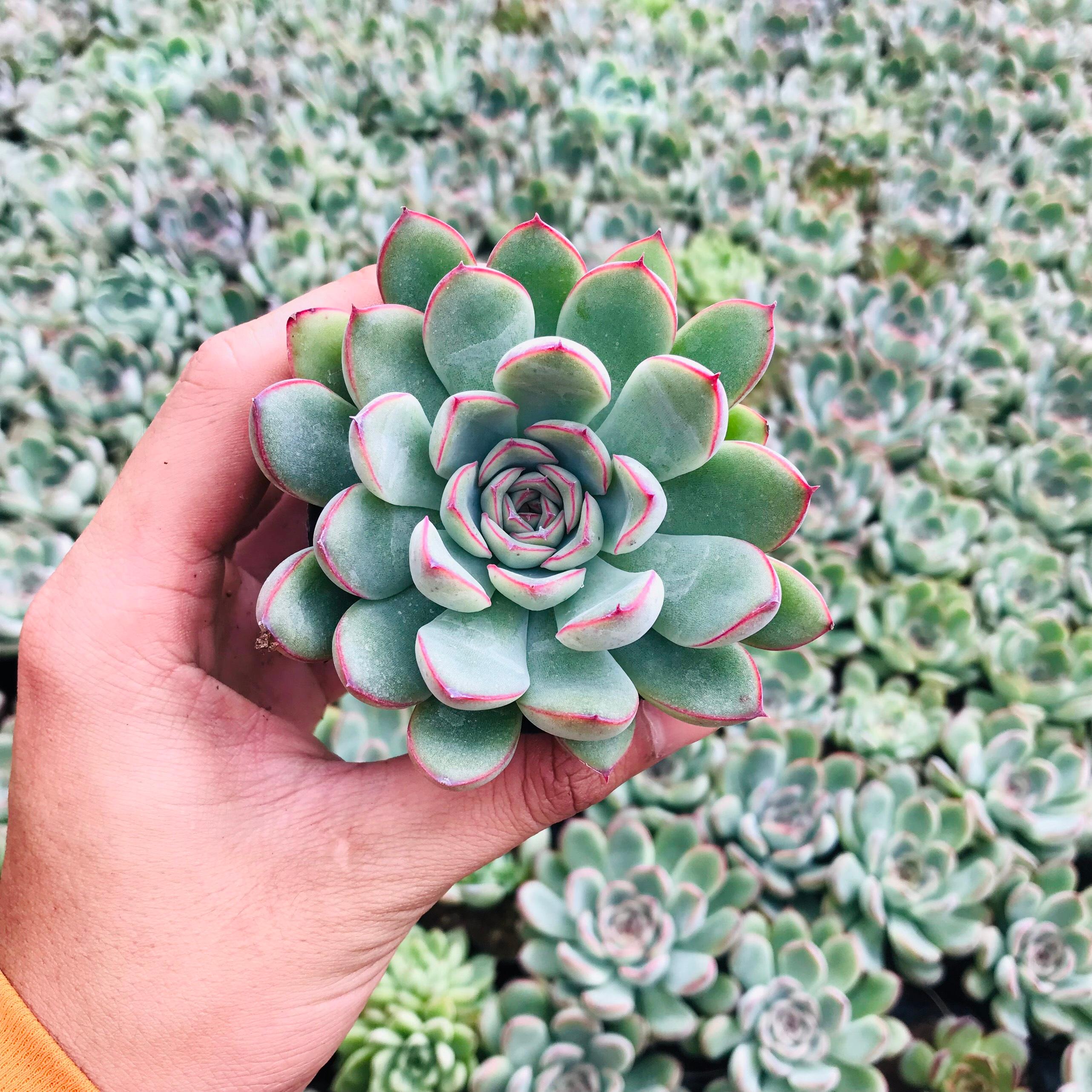 SEN ĐÁ VIỀN HỒNG SIZE BÉ SIÊU KHỎE ĐẸP LỖI 1 ĐỔI 1