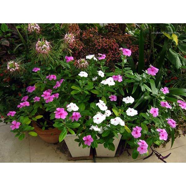 Hạt giống dừa cạn đứng nhiều màu nảy mầm cao, cây dễ chăm, sai hoa