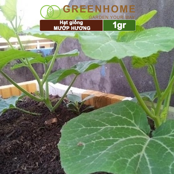 Hạt Giống Mướp Hương Greenhome, Gói 5 Hạt, Dễ Trồng Quanh Năm, Nảy Mầm Cao, Thu Hoạch Nhanh, Năng Suất Cao T16