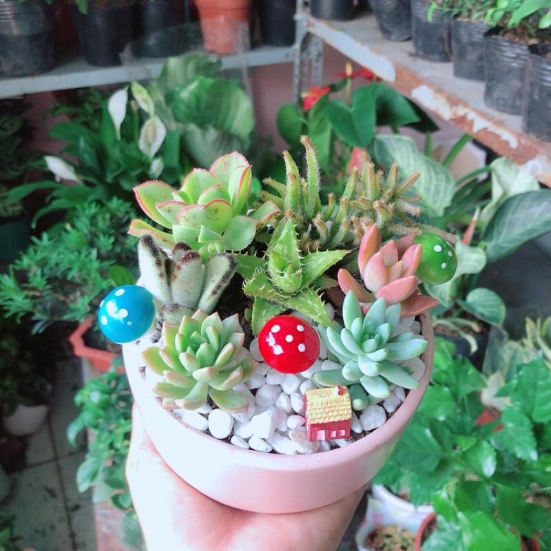 Chậu Sen Đá Tiểu Cảnh