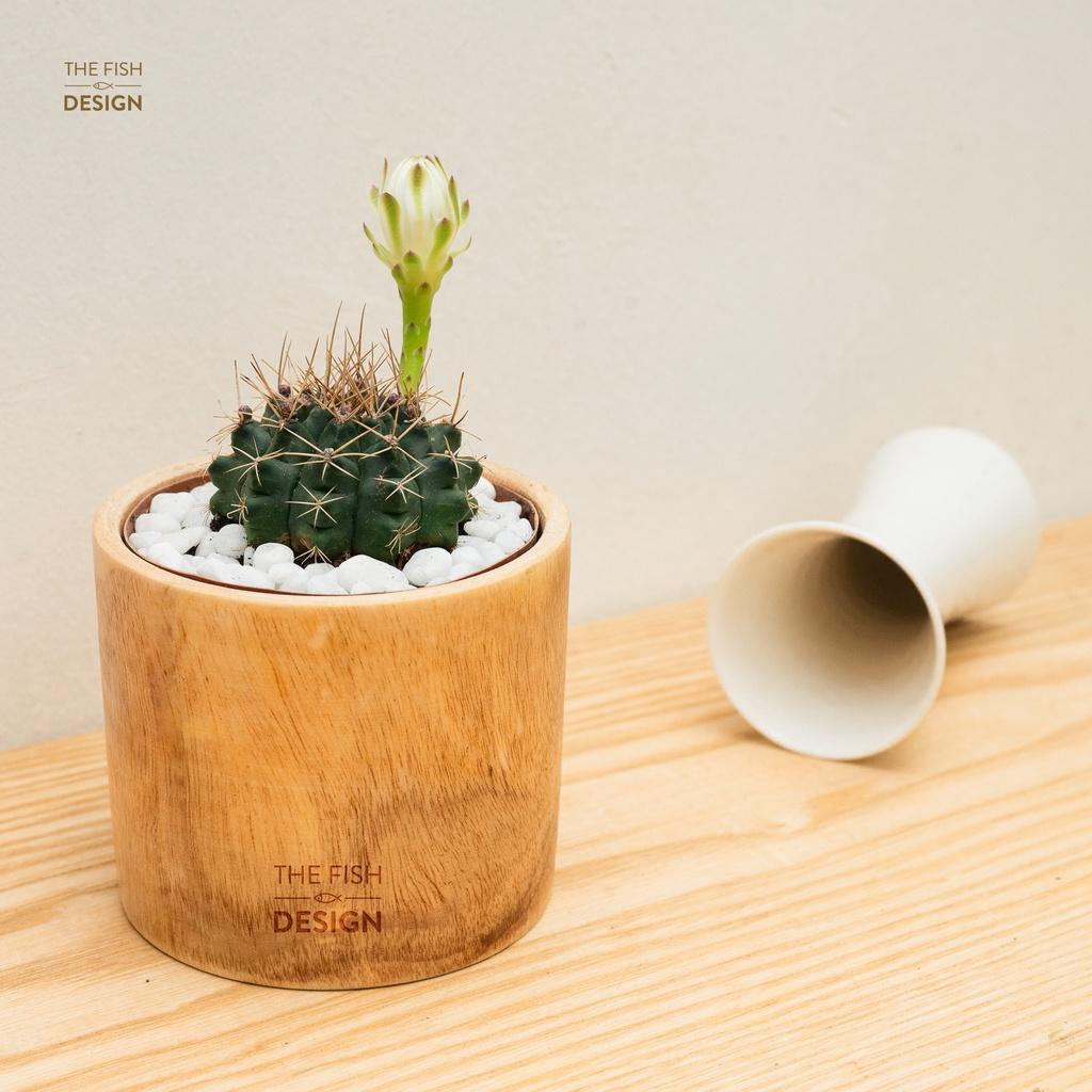 Chậu cây xương rồng thần long ra hoa quanh năm | THE FISH DESIGN Size S