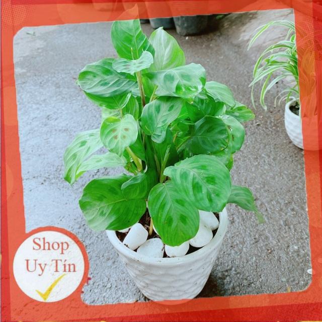 Chậu Cây Đuôi Công Tròn Xanh