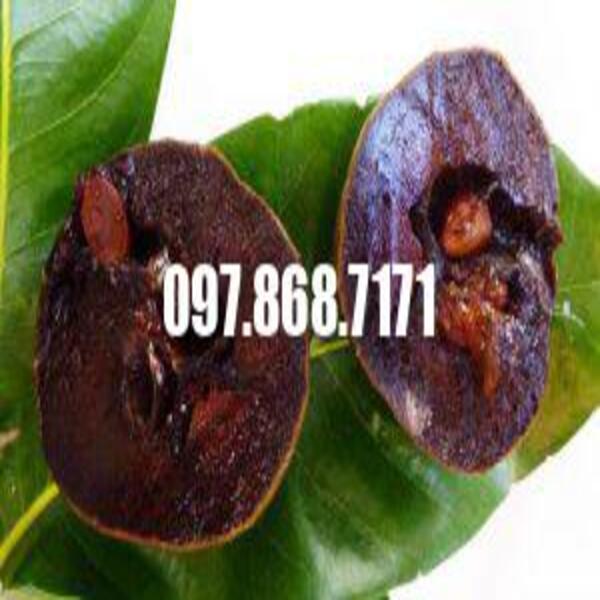 CÂY HỒNG SOCOLA