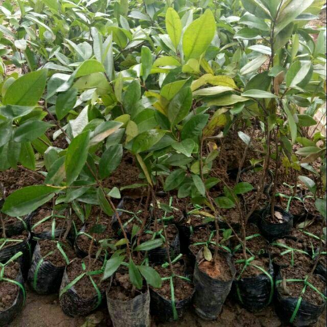 Cây Cherry Brazil trồng khí hậu nóng vô tư