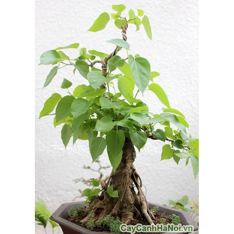 Hạt giống cây bồ đề ấn độ