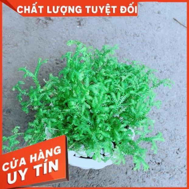 Chậu Rêu Kiểng