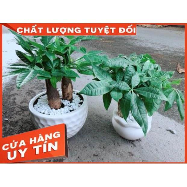 Chậu Kim Ngân 3 Thân