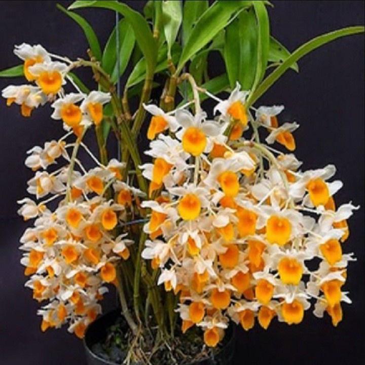 1 chậu hoa lan KIỀU CAM hàng rừng TÂY BẮC thuần chậu