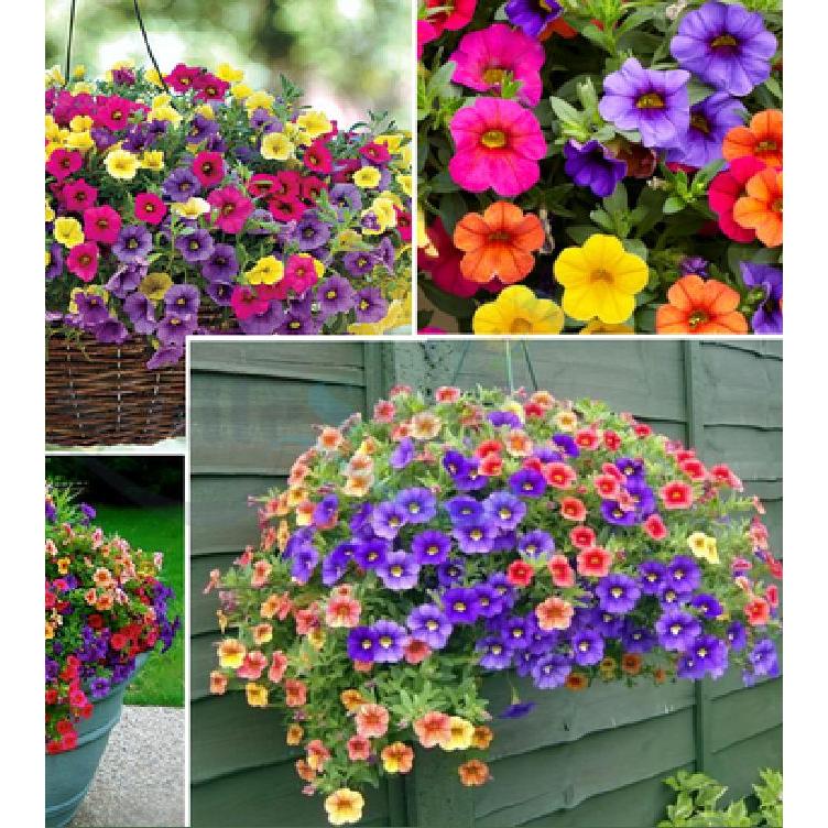 Combo 2 gói Hạt giống hoa triệu chuông mix màu -gói 50 hạt-tặng kèm gói phân bón lót