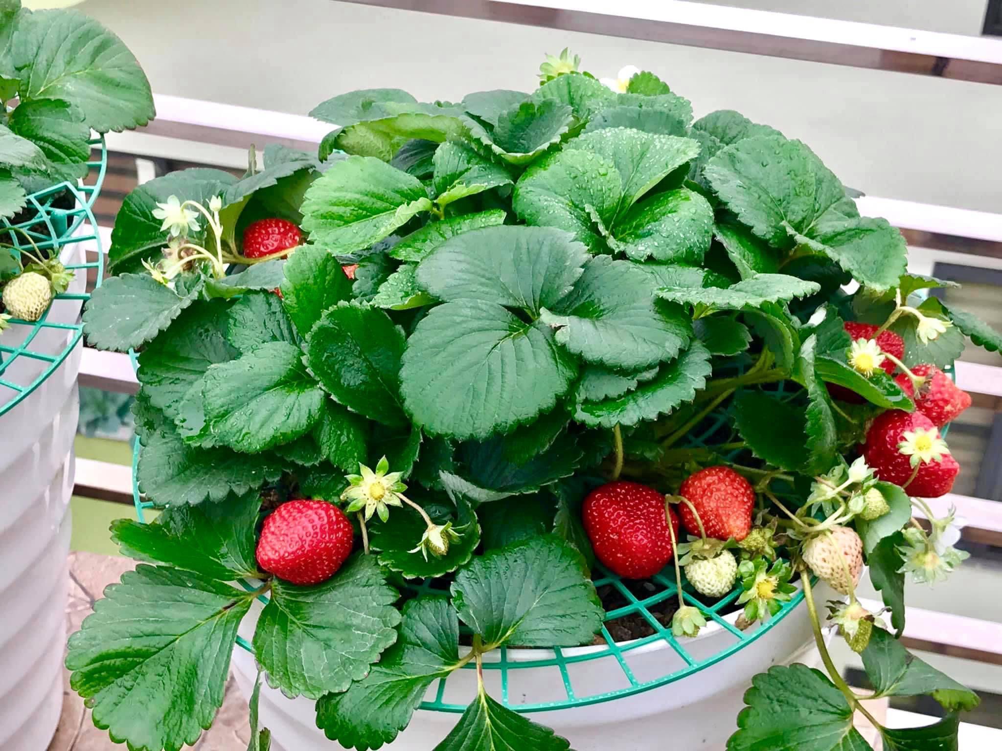 GIÁ ĐỠ DÂU TÂY- RAU ĂN LÁ ĐƯỜNG KÍNH 7- 30CM