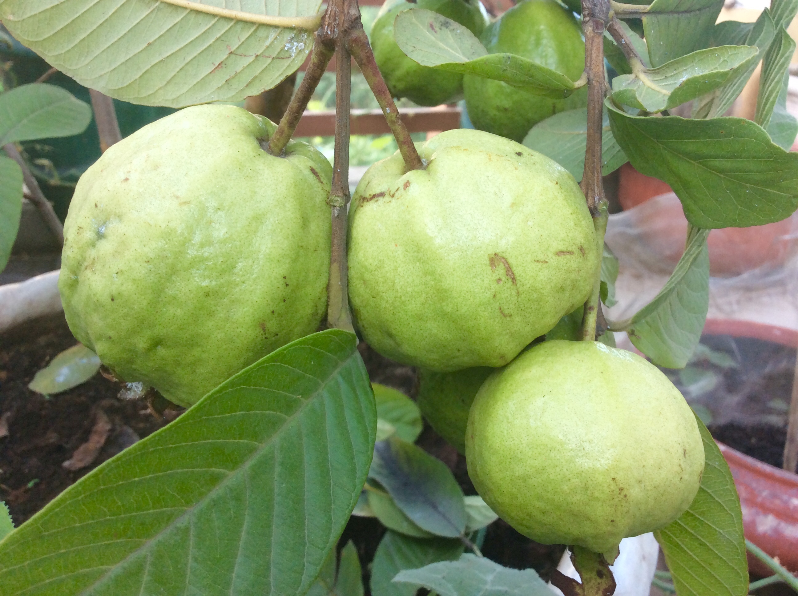 1L Phân Hữu Cơ Đạm Cá Tôm giàu Kali pha ra 400L Bón Cây Ăn Trái, Rau & Hoa Cảnh