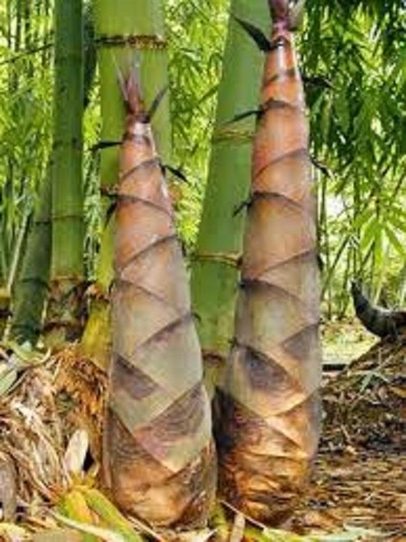 Cây măng tre bát độ, giống măng bát độ, măng ngọt