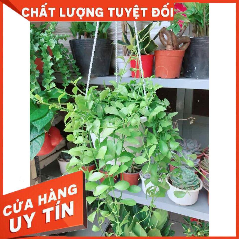 Chậu kiểng treo Nhiều Người Mua
