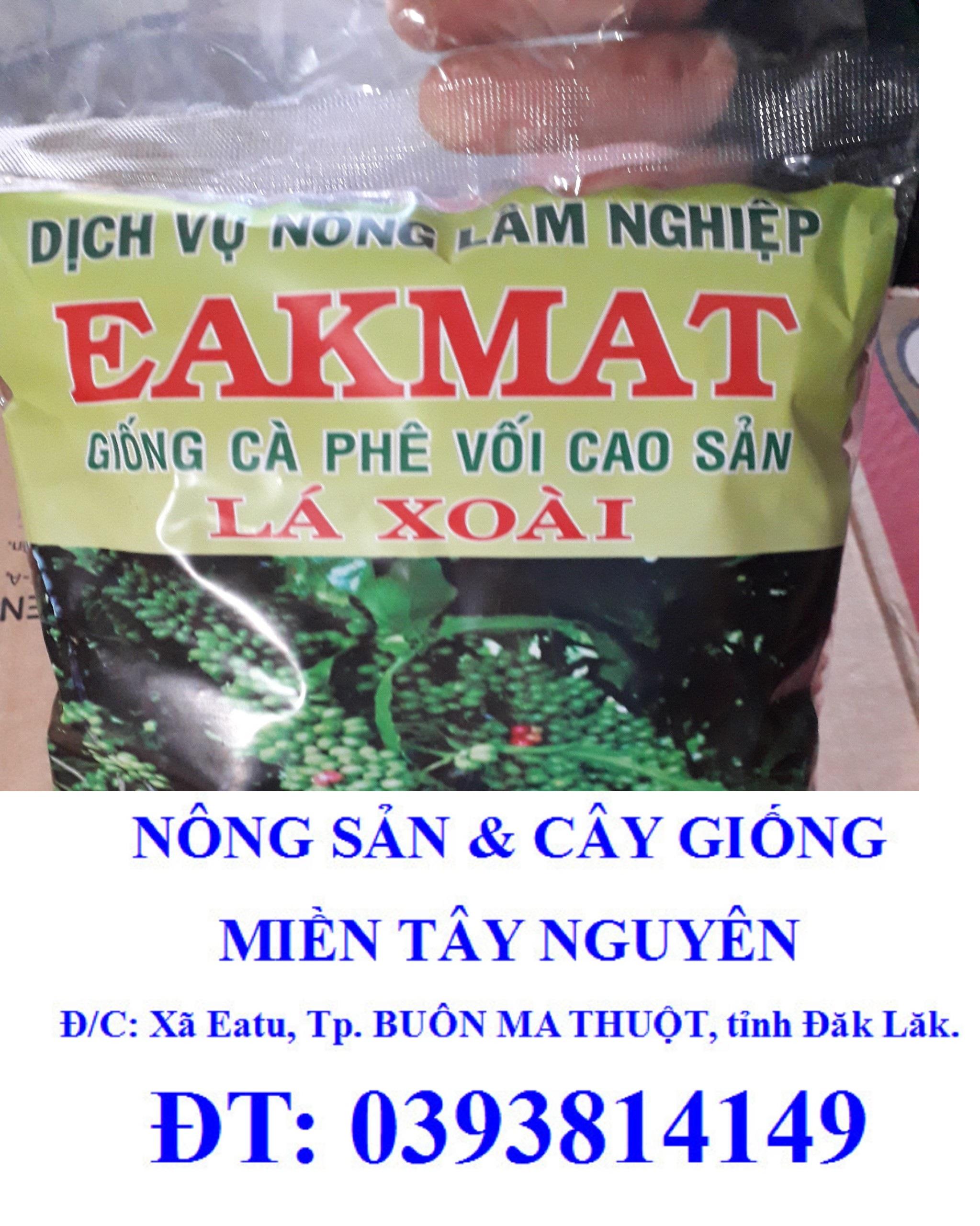 1 KG Hạt giống Cà Phê VỐI CAO SẢN Lá Xoài  - HẠT TUYỂN CHỌN TỪ CÂY MẸ. KÈM HƯỚNG DẪN ƯƠM]